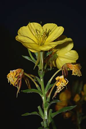 Evening Primrose