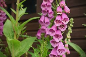 Foxgloves