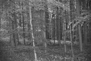 Forest grayscale