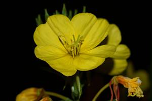 Evening Primrose